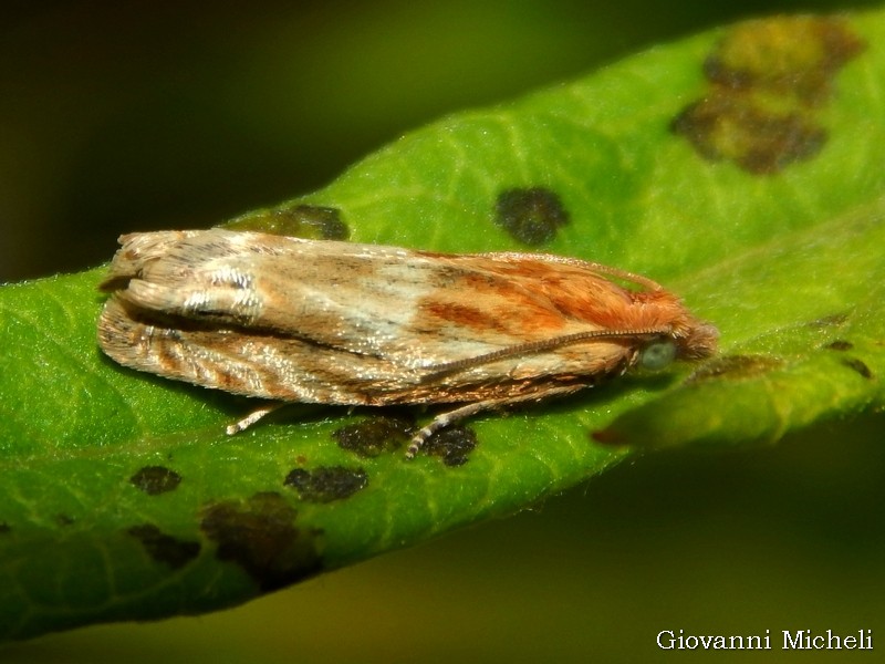 Tortricidae da ID - Eucosma cana